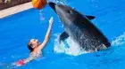 Sharm El Sheikh excursions featuring a dolphin show